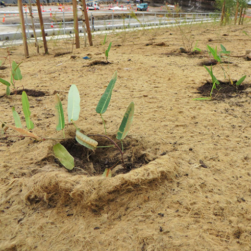 Introduction to Jute for Erosion Control