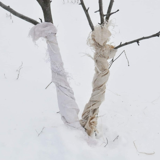 Maintaining Tree Health After Wrap Application