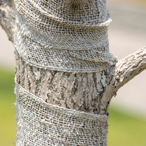Tree Wrap for Damaged Bark: Protect Young Tree Trunk
