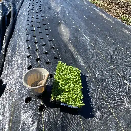Advantages of Weed Block Fabric