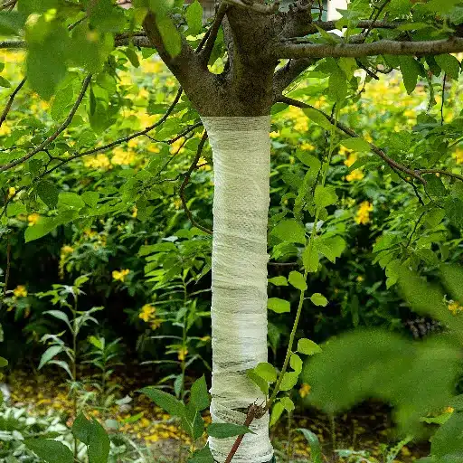Benefits of Tree Wraps