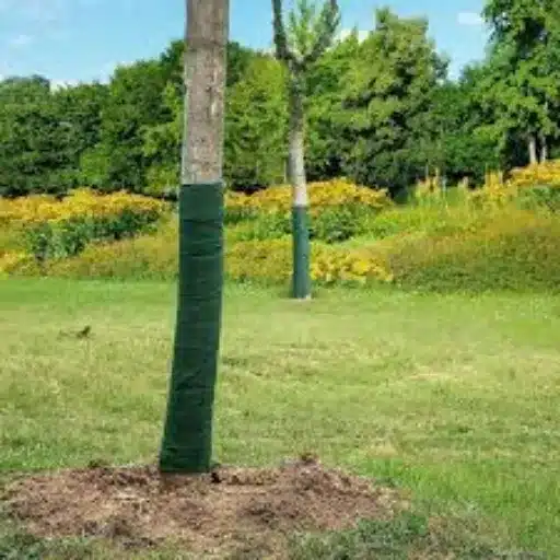 Benefits of Using Tree Wraps