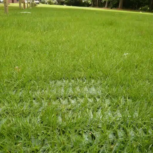 Choosing the Right Location for Grass Parking