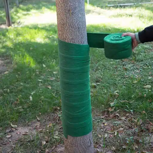 Expert Tips to Save a Tree with Damaged Bark