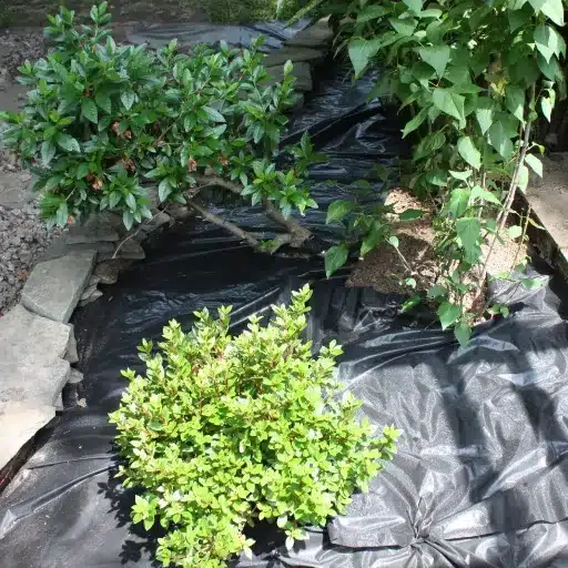 Practical Tips for Installing Landscape Fabric