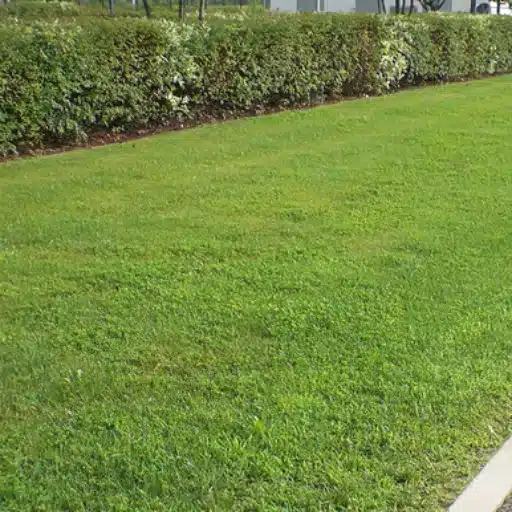 Product Recommendations for Grass Parking