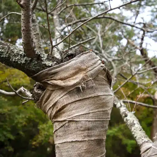 Repairing Damaged Tree Bark: Protecting Young Tree Trunks