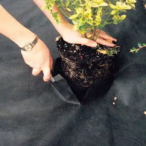 The Importance of Weed Control