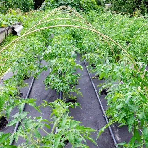 Top Recommendations for Best Weed Barriers in 2025