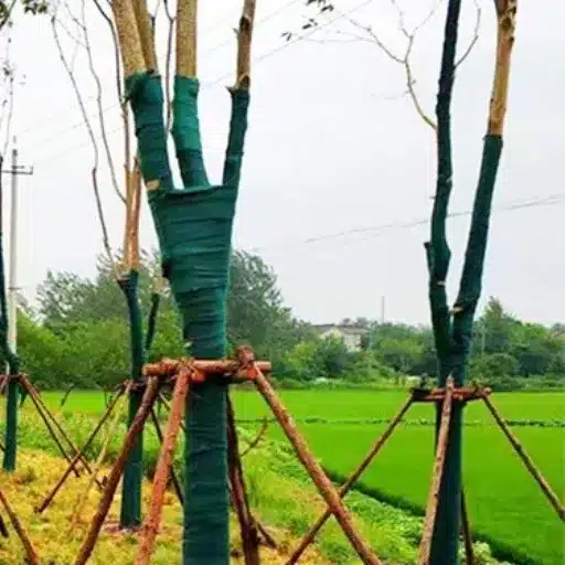 Tree Wraps: Available Types