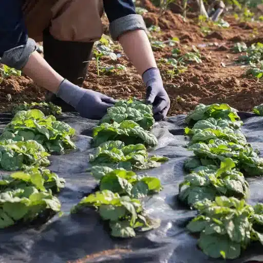 How to Install and Maintain Weed Barrier Fabrics