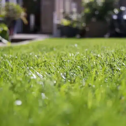 Parking Car on Grass: Rust, Moisture, and Lawn Damage?