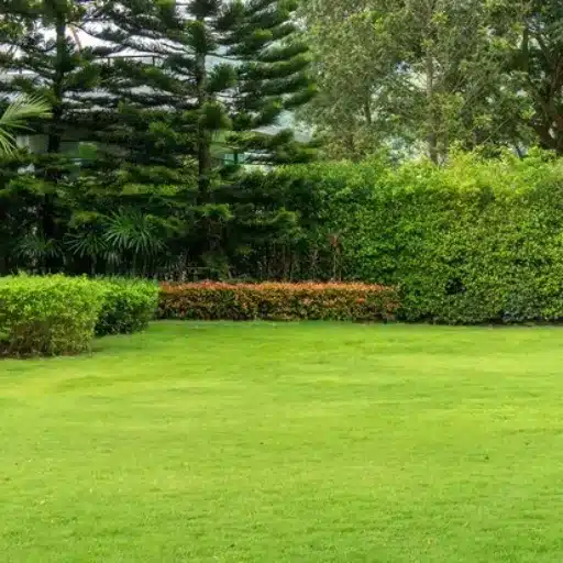 The Environmental Impact of Parking on Grass