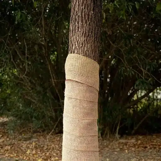 The Significance of Tree Wrap and Its Understanding