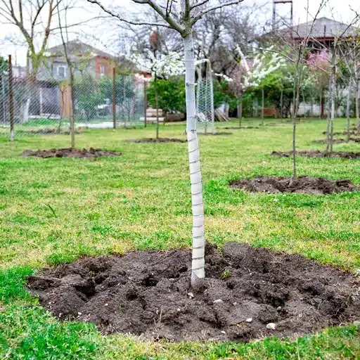 Tree Wrap & Bark Guard: Wrap Protection for Damaged Trees