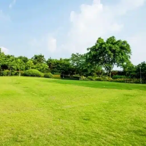 Vehicle Concerns When Parking on Grass