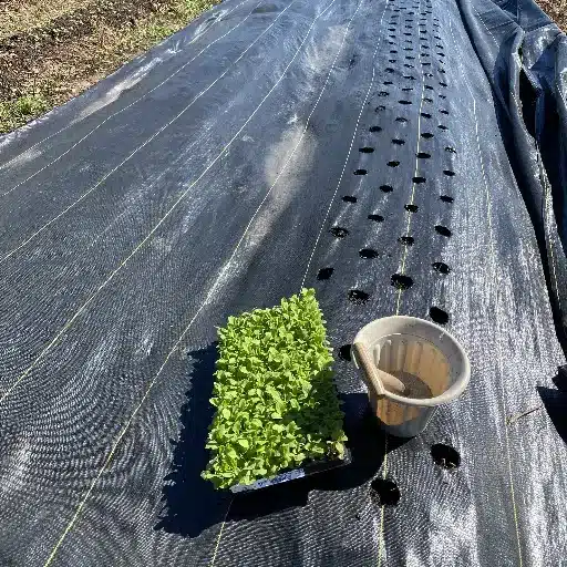 Weed Block Options: A Comprehensive Guide